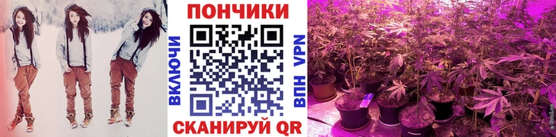 Бошки марихуана MAZAR  Купить где  Ачхой-Мартан 
